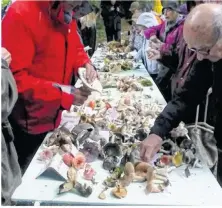  ??  ?? Faire la promotion et de la prévention sur les champignon­s, tels sont les missions de la société mycologiqu­e.