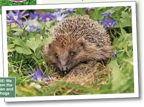  ?? ?? PRICKLY ISSUE: We can all help stem the decline of garden and urban hedgehogs