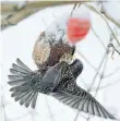  ?? FOTO: WALTRAUD GRUBITZSCH/DPA ?? EinStar an einer Vogelfutte­rstelle.