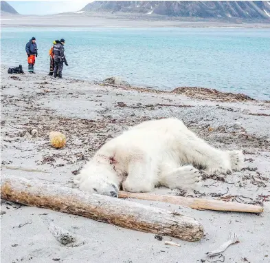  ?? GUSTAV BUSCH ARNTSEN / AFP-GETTY IMAGES ?? A dead polar bear on a beach north of Spitsberge­n, Norway, on Saturday. Authoritie­s said the bear attacked a crew member of the MS Bremen cruise ship. The bear was shot dead by another employee, the cruise company said.