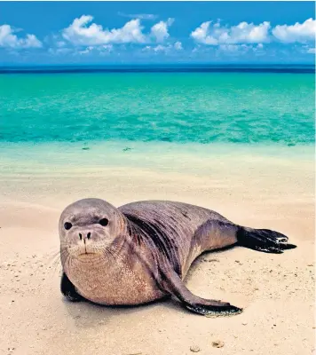  ??  ?? A Hawaiian monk seal, one of the rare marine species in the protection zone that has been extended by President Obama