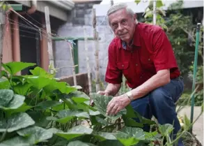  ?? RAFAel PACHeCo grAnADos ?? Actualment­e Manuel Fresno “raja” con los pepinos y chayotes, entre otros productos, que cultiva y cosecha en su pequeña huerta casera.