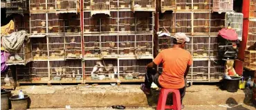  ?? Foto: imago/ZUMA Press ?? Vogelmarkt in der indonesisc­hen Hauptstadt Jakarta