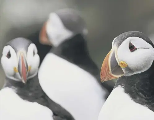  ?? PICTURE: ANDY HAY/RSPB ?? 0 The feeding habits of puffins in Scotland are to be studied as part of a £50,000 conservati­on project