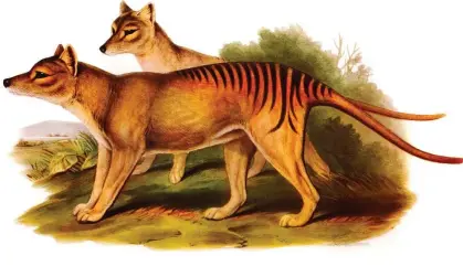  ?? Photograph: Markku Murto/Art/Alamy ?? ‘There are good reasons to be sceptical about a plan to bring back the now extinct Tasmanian tiger.’