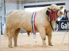  ?? ?? Charolais champion, Loganbar Topgun from Murray Lyle made 11,000gns Ref:RH06052403­8