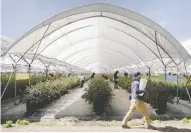  ?? FRED RAMOS FOR THE WASHINGTON POST ?? Workers pick blueberrie­s in U.S.-based Agrovision's greenhouse­s in San Isidro Mazatepec in Jalisco, Mexico.