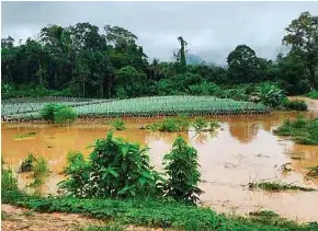  ?? ?? Kawasan projek kebun sayur fertigasi yang diusahakan Zamri ditenggela­mi banjir di Kampung Pamah Rawas, Ulu Rong, Raub baru-baru ini.
