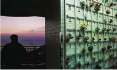  ?? AP ?? Traditiona­l route A man walks past a wall of niches for cremated remains in the background at a public columbariu­m in Hong Kong. Since 2007, authoritie­s in the city have also been promoting “green” burials by scattering ashes at sea or in gardens of...