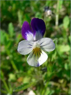  ??  ?? The Field Pansy.