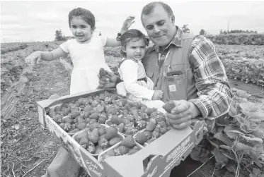  ??  ?? Satnam Dheensaw, with daughters Jasmin, 2, and Simria, 16 months, and strawberri­es from the 90-acre Gobind Farms in Central Saanich that his family owns.