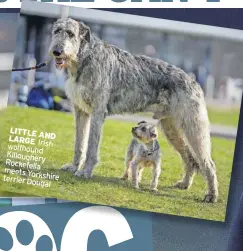  ?? ?? LITTLE AND LARGE Irish wolfhound Killougher­y Rockefella meets Yorkshire terrier Dougal