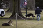  ??  ?? Champ et Major arrivent à la Maison Blanche
Champ et Major, les deux bergers allemands du couple Biden, sont arrivés ce dimanche à la Maison Blanche, a annoncé hier l’équipe de la Première dame, continuant une tradition qui, avant Donald Trump, n’avait pas été interrompu­e en plus d’un siècle. Sur des photos transmises par la Maison Blanche, on peut voir les deux chiens gambader ou se reposer sur les pelouses du