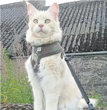  ?? ?? FELINE PRETTY: A Championsh­ip Cat Show takes place at Bells Sports Centre, Perth.