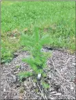  ?? CP/HO- DALHOUSIE UNIVERSITY ?? A SMART Balsam tree is shown in a 2017 photo provided by Dalhousie University.