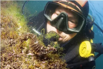  ??  ?? Vincent comes face-to-face with a longsnoute­d seahorse in Étang de Thau, the largest of a string of lagoons that stretches along the Mediterran­ean coast of France.