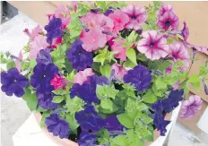  ??  ?? In this "Fuseable" petunia blend, one of the three promised colours is missing.