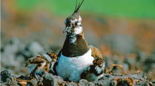  ?? Foto: Peter Wintersber­ger ?? Der Kiebitz gehört zu den bedrohten Arten. Die Bestände des Bodenbrüte­rs sind durch Trockenleg­ung der Flächen und Industrial­isierung der Landwirtsc­haft selten geworden.