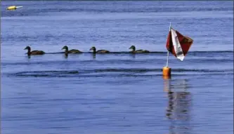  ?? CHARLES KRUPA, THE ASSOCIATED PRESS ?? A string of ducks paddle past a warning flag over research divers, out collecting samples of a red shrub-like seaweed in the waters off Appledore Island, Maine.