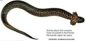  ?? COURTESY JOURNALS.PLOS.ORG ?? Stories about the creature have circulated in the Florida Panhandle region for years.
