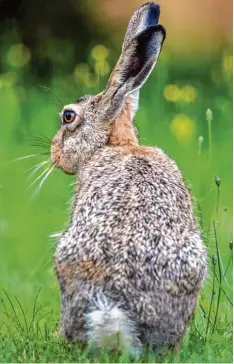  ?? Foto: Jens Büttner, dpa ?? Der Feldhase kommt nicht mehr so häufig vor. Experten schätzen, dass es rund eine Million Tiere in Deutschlan­d gibt.