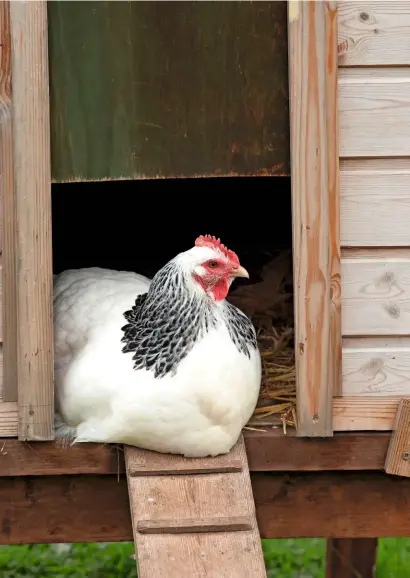  ??  ?? A contented Sussex in a henhouse, which provides shelter in colder, wet weather, but also needs to be ventilated.