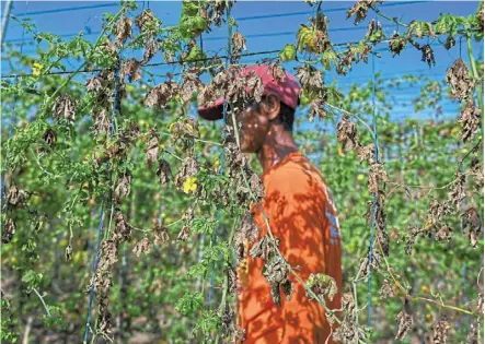  ?? — AFP ?? Feeling the heat: Velasco walking past drought-stricken crops at a farm in san antonio, nueva ecija.