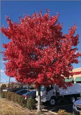 ?? (Special to the Democrat-Gazette) ?? Red maple trees are holding their color surprising­ly well despite an earlier than normal cold snap.