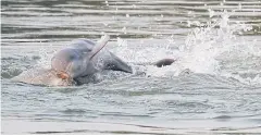  ?? AFP ?? Irawaddy dolphins surface in Cambodia’s Mekong river. The population of Southeast Asia’s critically endangered river dolphin is growing for the first time in decades.