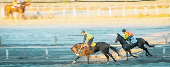  ?? PHOTO / PAUL TAYLOR ?? Horses train at Hastings Racecourse in nippy conditions yesterday morning.