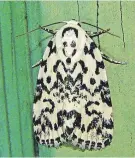  ?? ?? The Hebrew moth