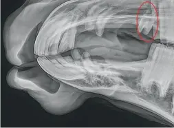  ??  ?? wolf teeth (circled) in front of premolars often cause discomfort