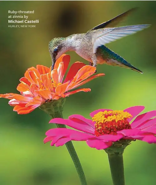  ?? HURLEY, NEW YORK ?? Ruby-throated at zinnia by Michael Castelli