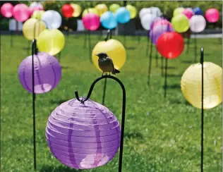  ?? Katharine Lotze/The Signal ?? A bird sits on top of a lantern in the Honor Grove at College of the Canyons for the “Shine a Light” display for suicide prevention and awareness on May 2017.