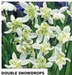  ??  ?? DOUBLE SNOWDROPS