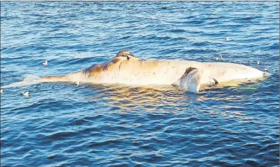  ?? SUBMITTED ?? A seventh whale was found dead in the Gulf of St. Lawrence. This photo was provided by the Marine Security Enforcemen­t Team Quebec in partnershi­p with the RCMP and the Coast Guard.