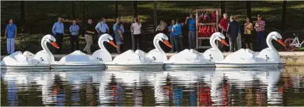  ?? Jason Fochtman / Staff photograph­er ?? The 10 swan boats, approved in June, were unveiled at Riva Row Park on Tuesday in The Woodlands. They can be rented for $25.