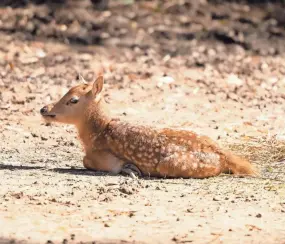  ?? COURTESY OF THE MEMPHIS ZOO ?? Gale, a Pere David's Deer, was born at the Memphis Zoo on March 27, 2021. The species is considered extinct in the wild.