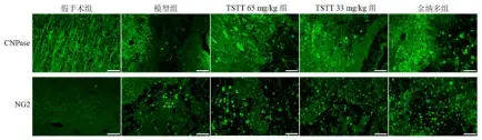  ?? ?? 图3各组大鼠梗死灶周­围皮层CNPase、NG2阳性表达（免疫荧光染色，标尺=50 μm）