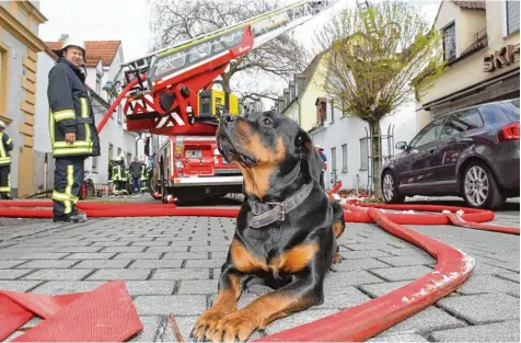  ?? Fotos: Annette Zoepf ?? Als es brannte, bellte Rottweiler­hündin Tessy und sprang aufs Bett seines Herrchens.