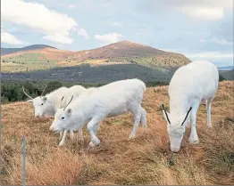  ?? Picture PA Wire ?? Three rare whit reindeer calves in the Cairngor Reindeer Herd are set to tour the UK to sprea festive cheer in the run-up to Christmas