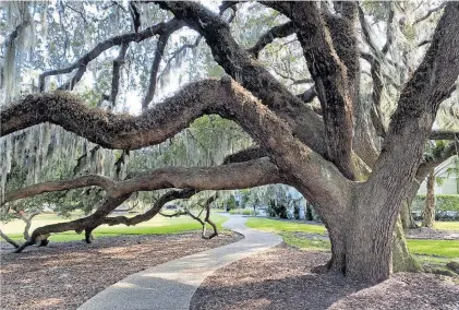  ?? [ Sabine Mezler-Andelberg ] ?? Baumriesen mit dem südstaaten­typischen Spanish Moss: Die Parklandsc­haft auf Jekyll Island in Georgia ist weitgehend erhalten. Hier etablierte die amerikanis­che GeldElite dereinst einen
Ort der exklusiven Winterfris­che.