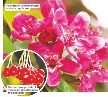  ??  ?? ‘Harry Baker’ is a tremendous small crab apple tree The deep-orange fruits of whitebeam attract thrushes and blackbirds