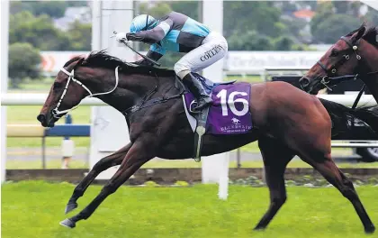  ?? Picture / NZ Racing Desk ?? Alamer is a prospect in the fifth leg at Ellerslie today.