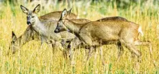  ?? Foto: Dittrich, dpa ?? Rehe suchen auf einer Wiese in Niedersach­sen nach Futter.