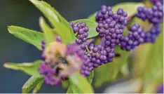  ?? Foto: Andrea Warnecke, tmn ?? In der Natur sehr seltene violette Früchte bildet der Liebesperl­enstrauch (Callicarpa dichotoma) aus.