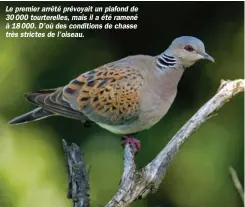  ??  ?? Le premier arrêté prévoyait un plafond de 30000 tourterell­es, mais il a été ramené à 18000. D’où des conditions de chasse très strictes de l’oiseau.