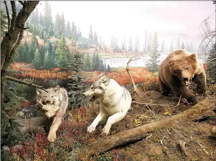  ??  ?? A grizzly bear chases wolves in a diorama created for Wonders of Wildlife in Springfiel­d, Mo. The new Bass Pro Shop-based attraction is crammed with creatures, both living and stuffed.