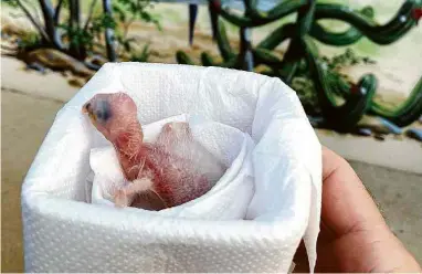  ?? Divulação ACTP ?? Hope, primeiro filhote de ararinha-azul nascido no Brasil em 30 anos