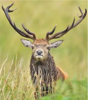  ??  ?? As in Britain, there are two types of red deer in Ireland, the “Cervus elaphus scoticus” and “hippelaphu­s”